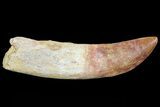Carcharodontosaurus Tooth - Composite Root #71094-3